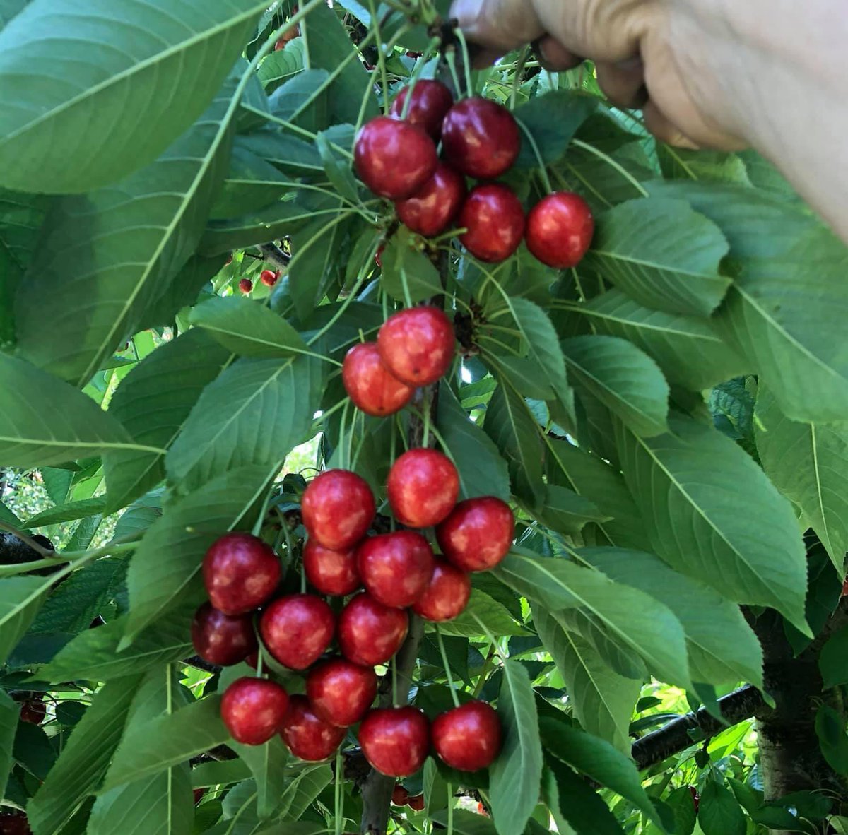 avaliozkaya's tweet photo. Gastronomi Şehri Afyonkarahisar'ın bu alandaki marka değerini artırmak için önemli bir çalışma daha hayata geçirildi. 
İlimizin marka değeri yüksek aroması, renk ve koku olarak benzeri bulunmayan dünyaca ünlü Sultandağı Kirazımız coğrafi işaret alarak tescillendi. 
Hayırlı olsun https://t.co/bwYpjVR0xj