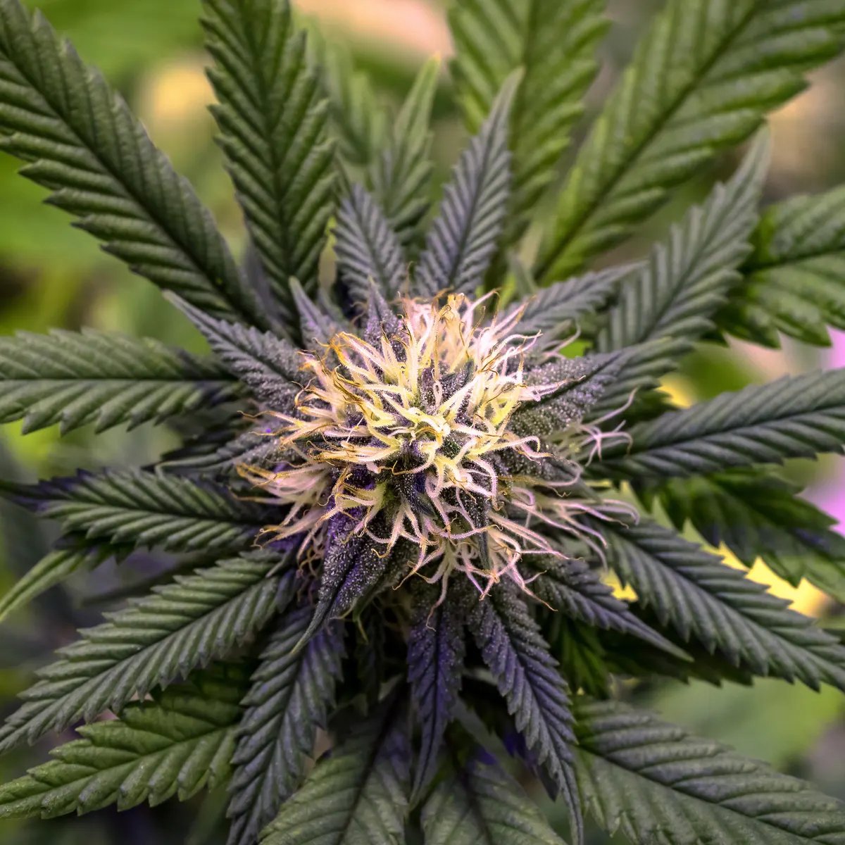 THEMMEXCHANGE's tweet photo. More turning to medical marijuana during pandemic 

https://t.co/Kb2luFsDDp #MME #marijuana #cannabis https://t.co/91nJ6mm6Bn