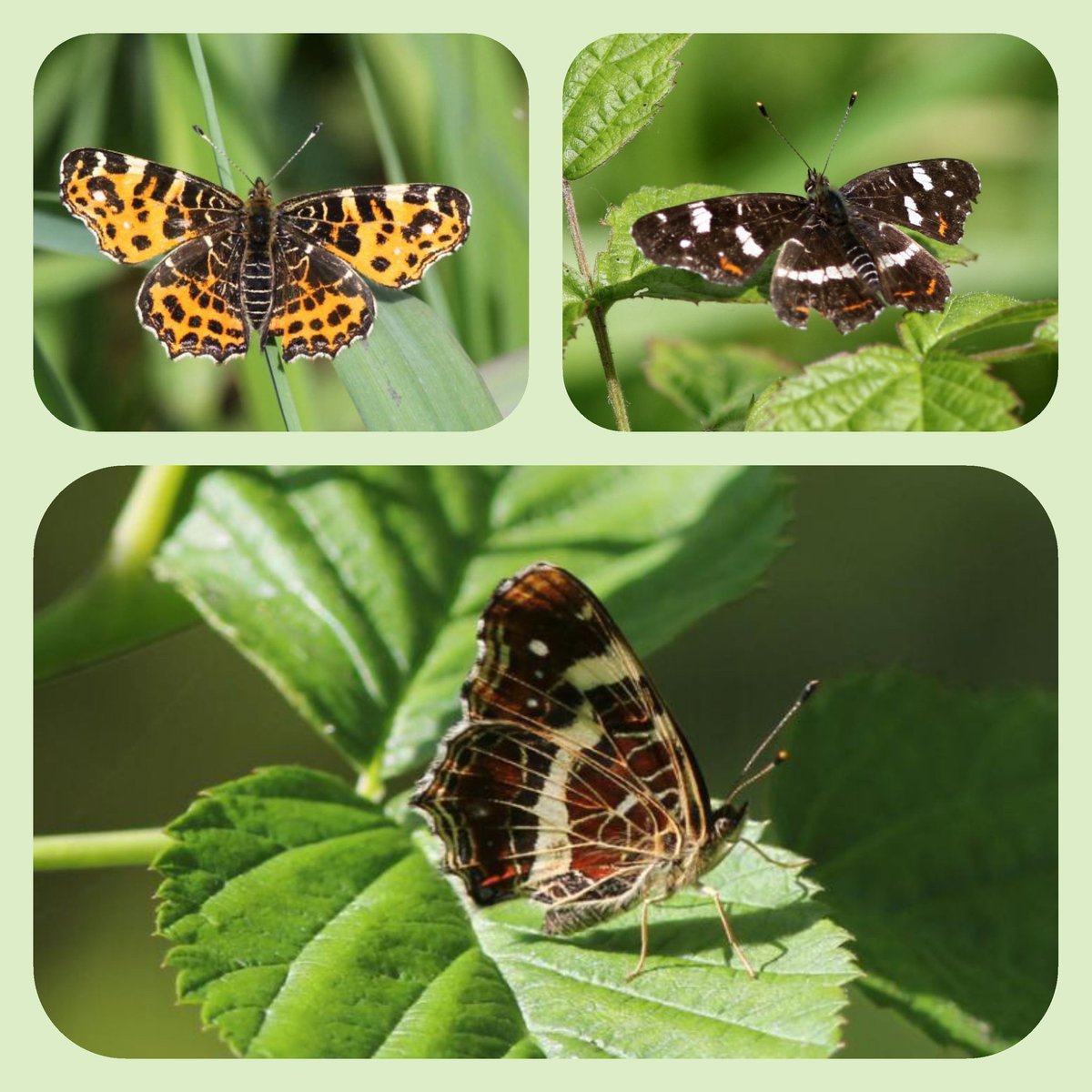 Niels van Pelt tweet media