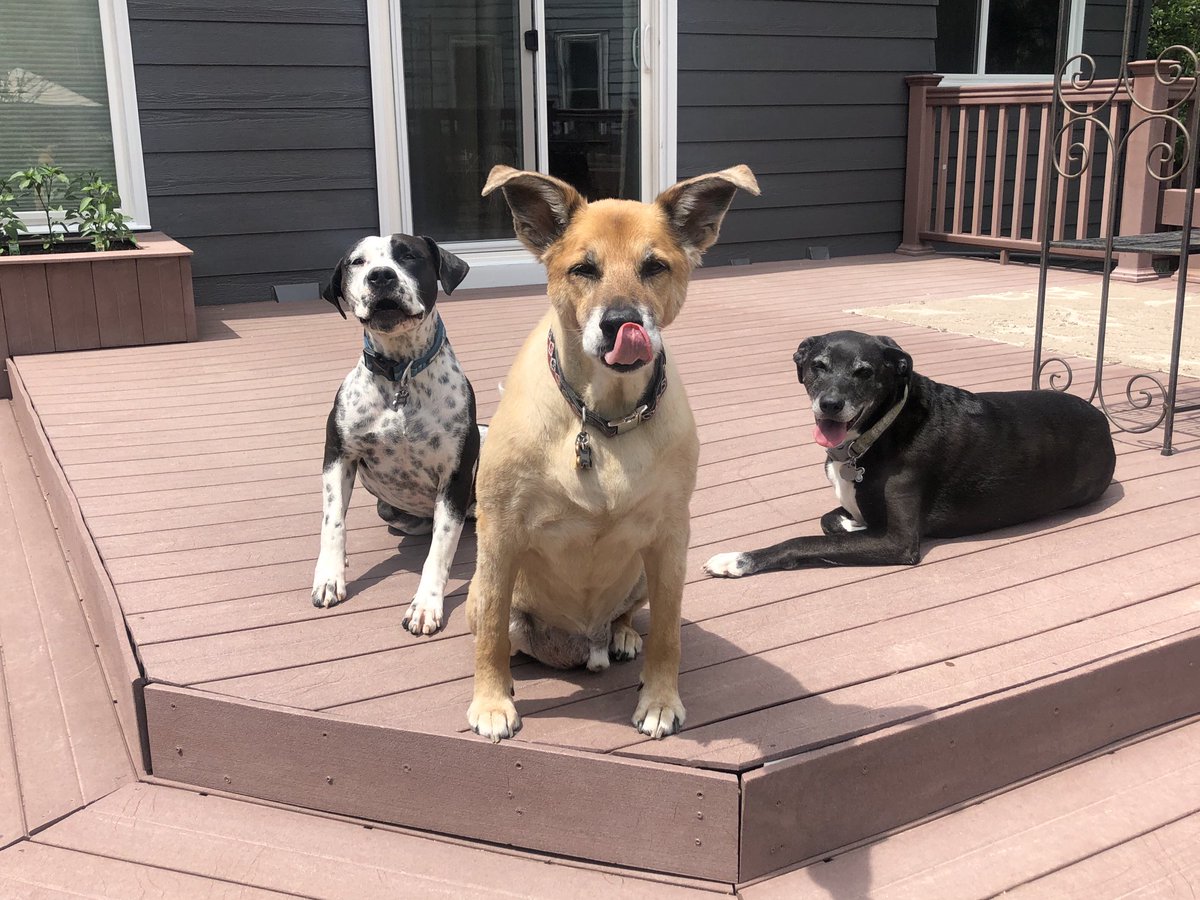 Cruz, Rusty, and Shadow (left to right) are all rescue pups. Each has been the perfect addition to our family. ⁦<a href="/9NEWS/">9NEWS Denver</a>⁩ #MileHighMornings