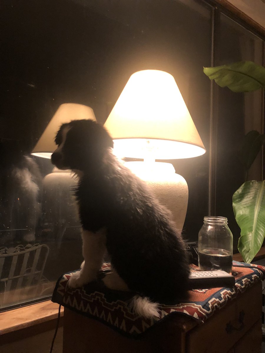 Sage a Day! Day 36: Sage v. Lamp. He decided this was the best spot to keep watch. Also yes, this was post bath last night.
