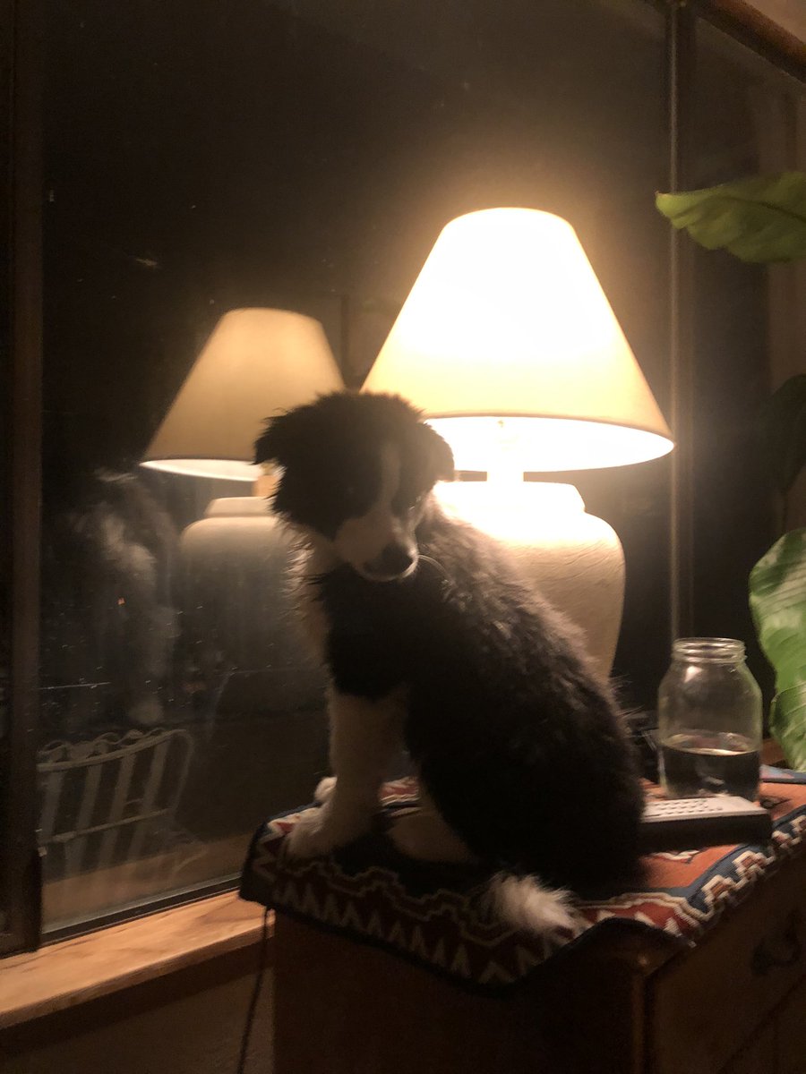 Sage a Day! Day 36: Sage v. Lamp. He decided this was the best spot to keep watch. Also yes, this was post bath last night.