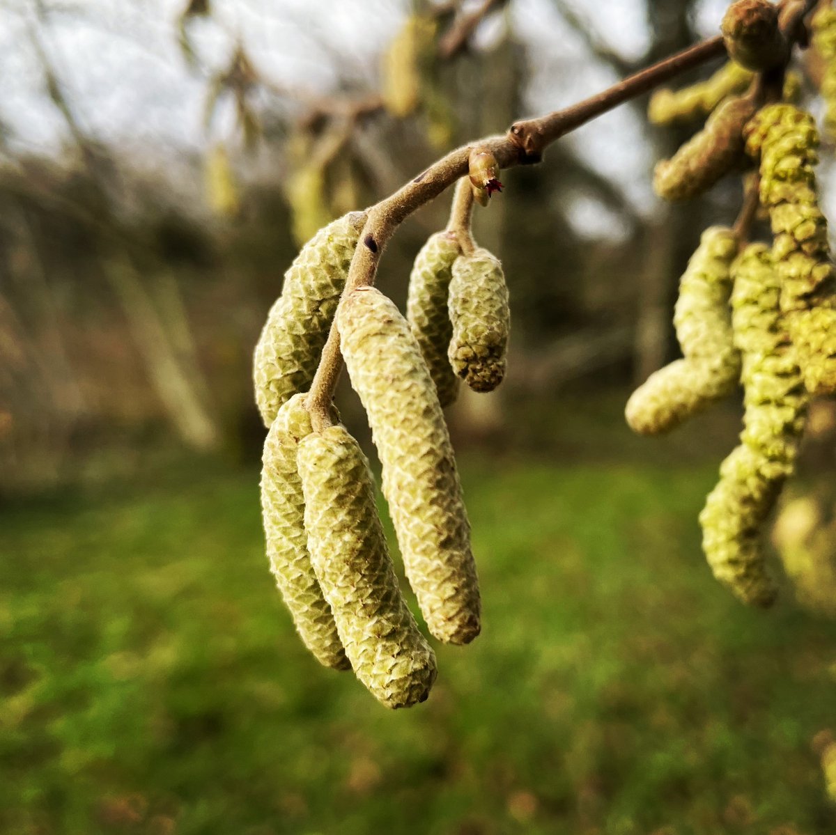 foragingcourse's tweet photo. The male and female reproductive parts of Hazel (Corylus avellana) are now starting to open.
The female flower is the tiny bud like structure above the male catkins.
#plants #edibleplants #wildfood #foraging #forager #ukforaging #trees #edibletrees https://t.co/tmJRRmwUdy