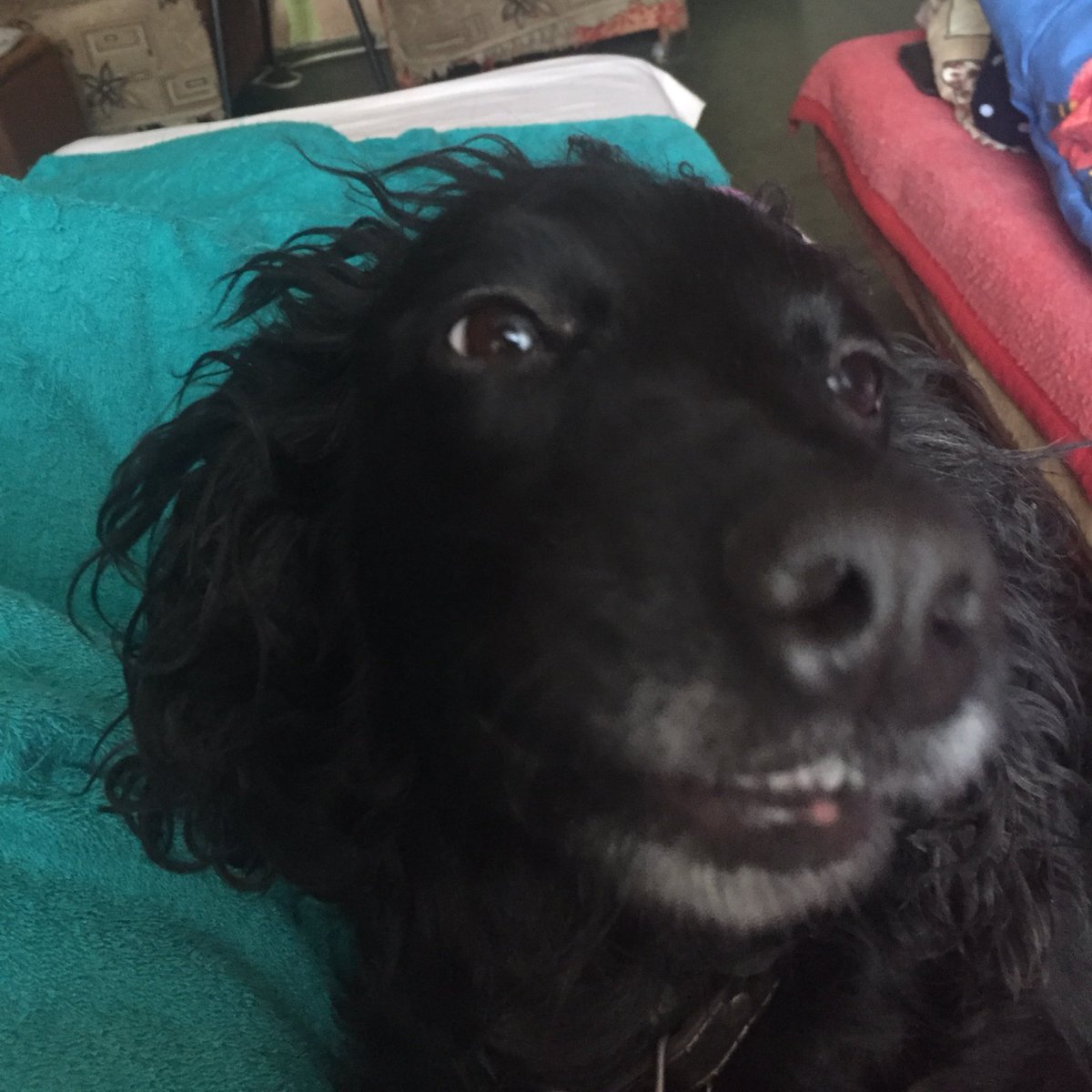 CrazyWicket's tweet photo. я пошла делать упражнения, а вы пока смотрите на эту милоту https://t.co/GkGlUMRlDd