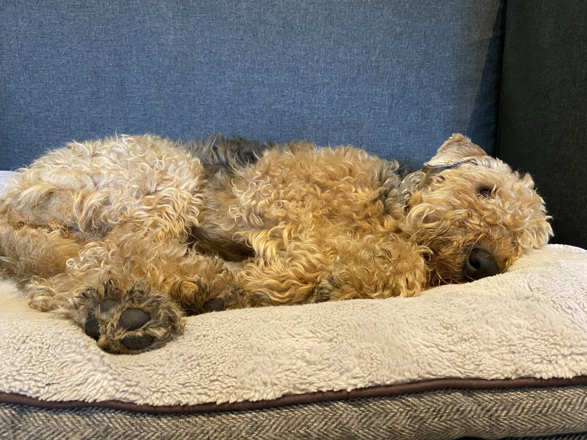 AiredaleThe's tweet photo. Everyone knows Sunday is a day of rest.
#Indiesworld #Indietheairedale #Justbeingadale #Sunday #sundayvibes #SundayMorning #sundaydayofrest #Airedales #airedalesotwitter #airedaleterrier #airedalecommunity #dog #dogsoftwitter #dogslife #mansbestfriend https://t.co/m3ptDRASe6