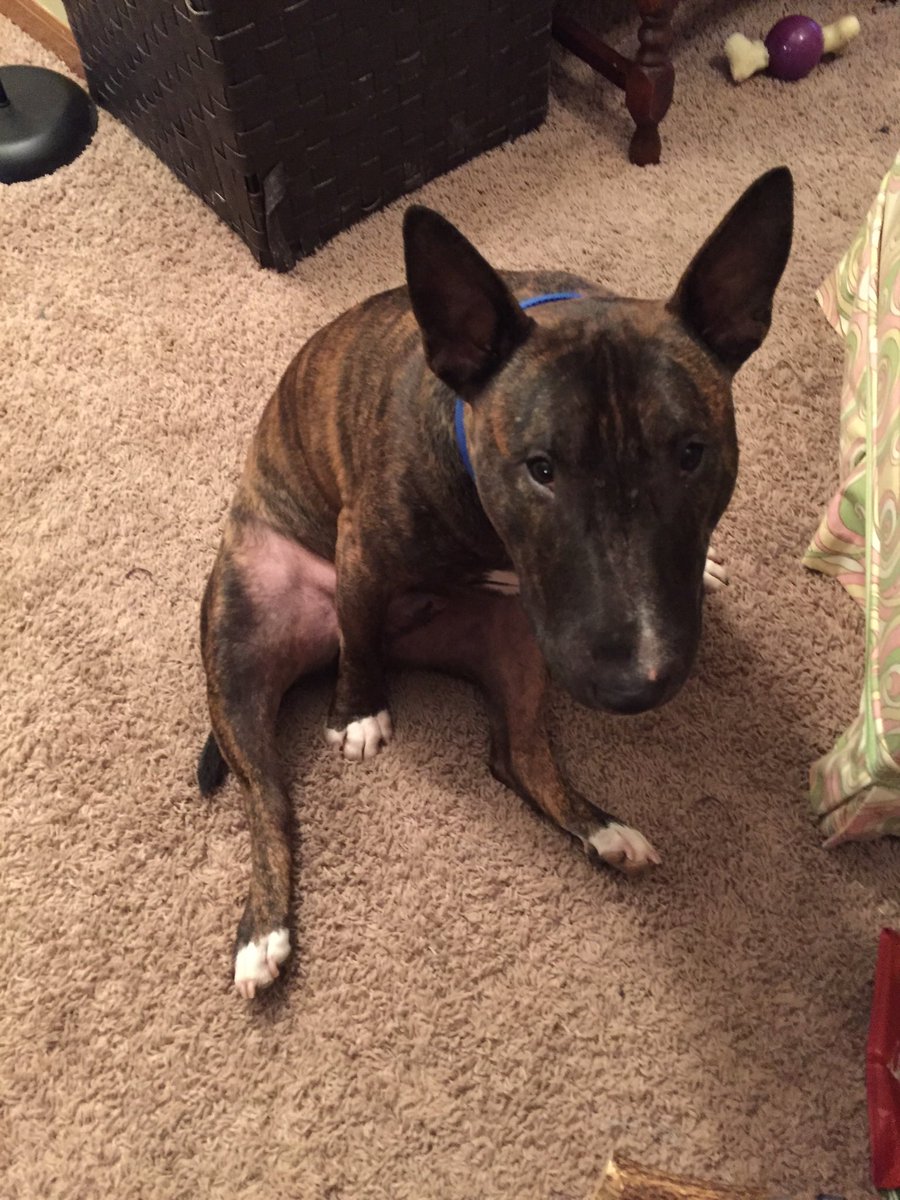 MsSW9's tweet photo. @BehemothDog @Dogsoftwiter Bruce passed away in June of 2020. He was my buddy and I loved him so much. I’ve always enjoyed @BehemothDog pics. Just thought I would let you know. https://t.co/KixGNMaQ6o