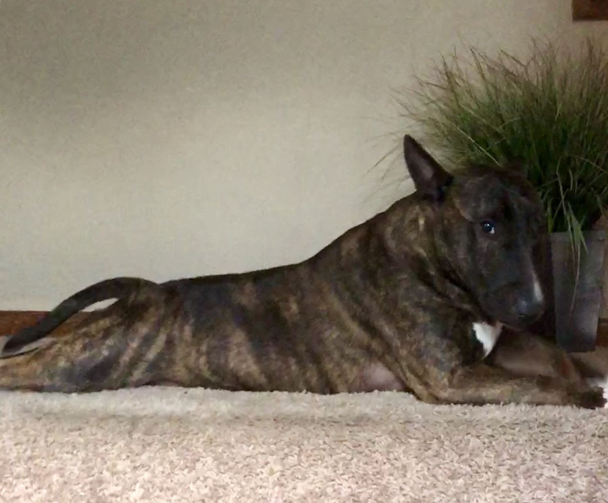 MsSW9's tweet photo. @BehemothDog @Dogsoftwiter Bruce passed away in June of 2020. He was my buddy and I loved him so much. I’ve always enjoyed @BehemothDog pics. Just thought I would let you know. https://t.co/KixGNMaQ6o