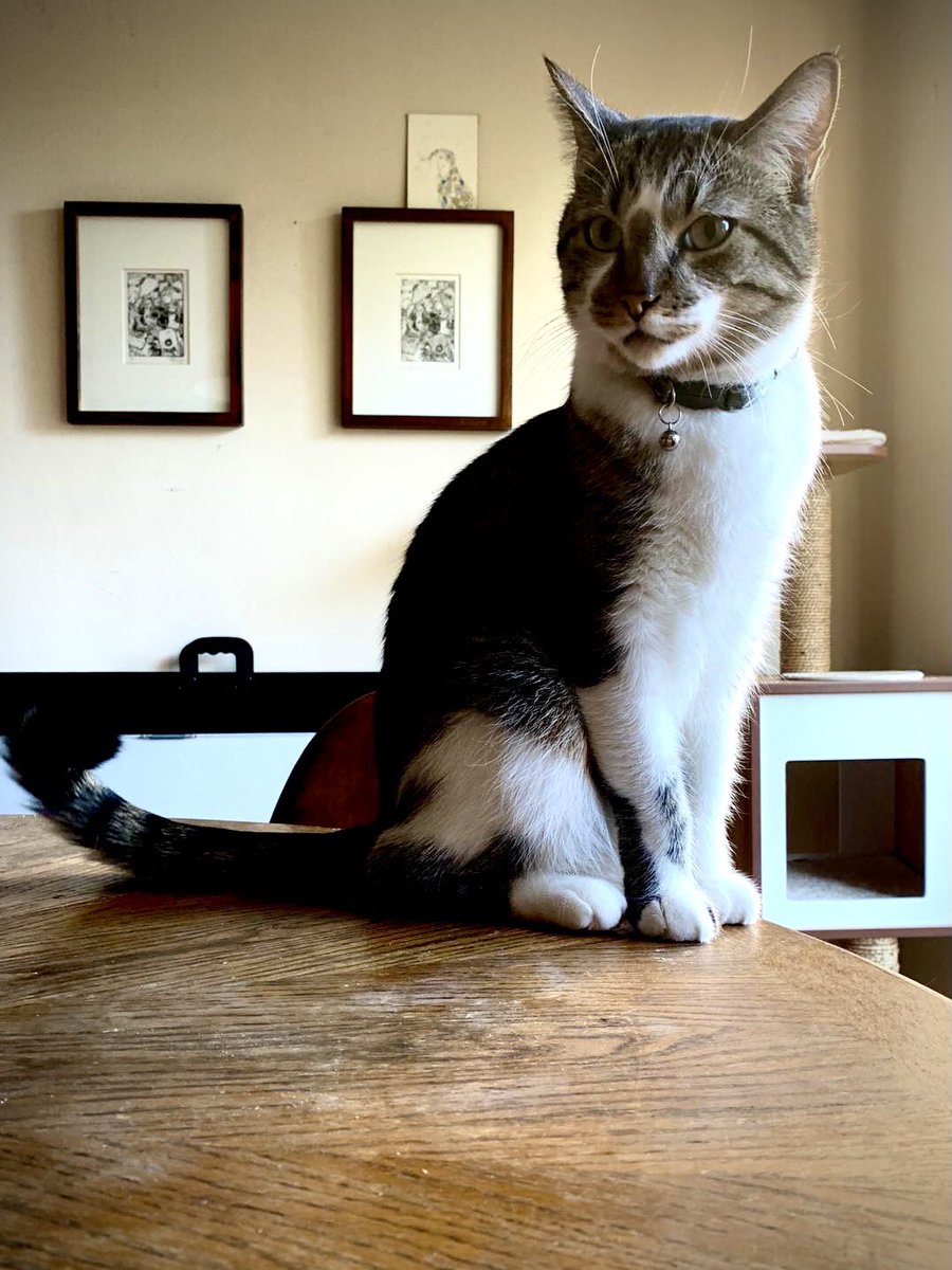catthesam's tweet photo. Dignified or mischievous? Yeah, both. It’s definitely both. https://t.co/oMWDqaXDpK