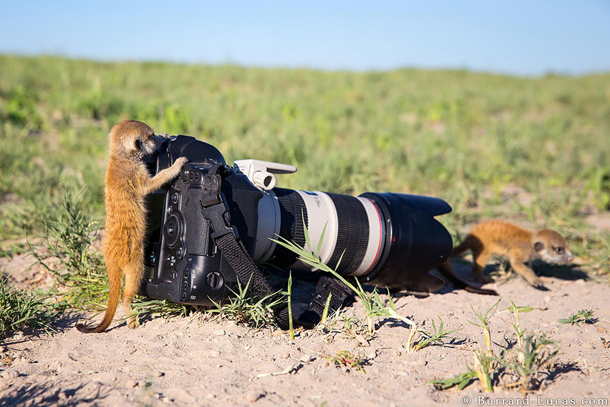 3. Animals interrupting wildlife photographer Will Burrard Lucas