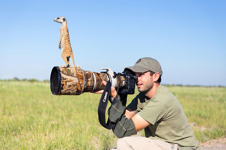 3. Animals interrupting wildlife photographer Will Burrard Lucas
