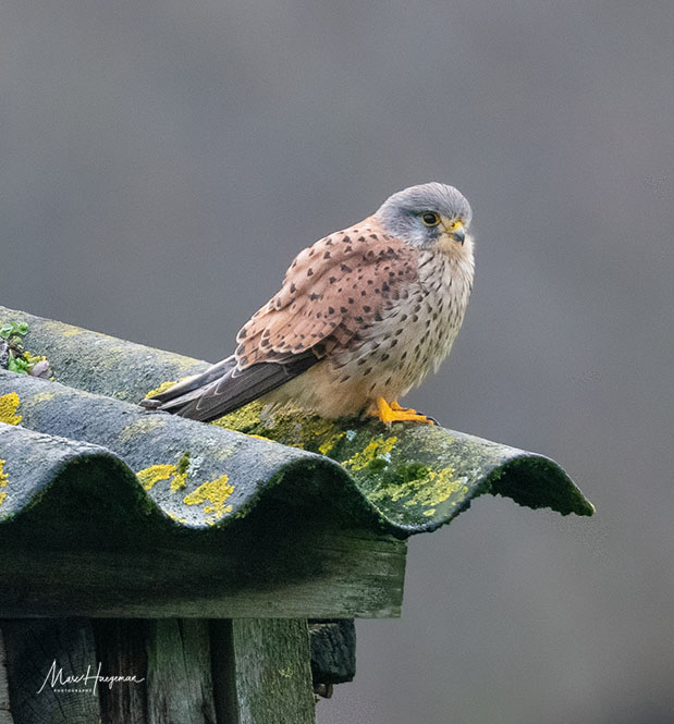 A beautiful male #kestrel @Britnatureguide #BirdsSeenin2021 #VogelsInBelgie @MijnNatuurpunt @VroegeVogels @IamNikonNL @vogelinfo @vogelnieuws #torenvalk #kalkensemeersen #birdphotography #birdwatching #birdsofprey #commonkestrel