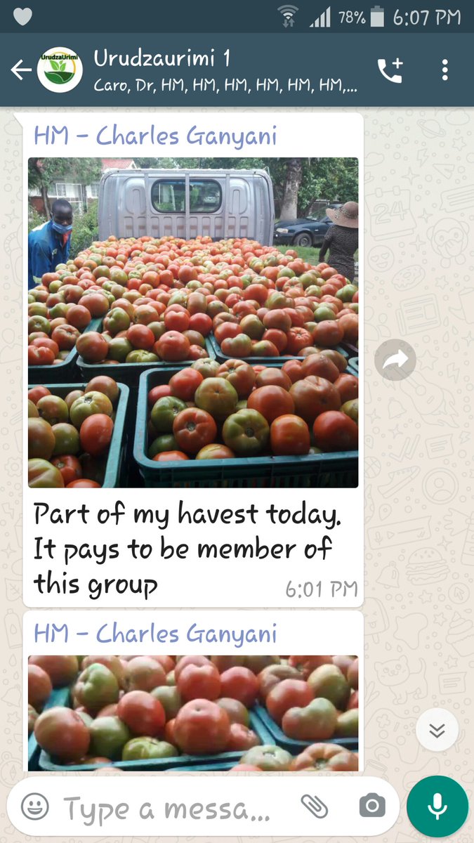 PhilChingwaru2's tweet photo. Mr Ganyani shows off his superb quality tomatoes.
Mentored by Hurudza. 
Farming the intelligence way. https://t.co/HOMlJlRWu1