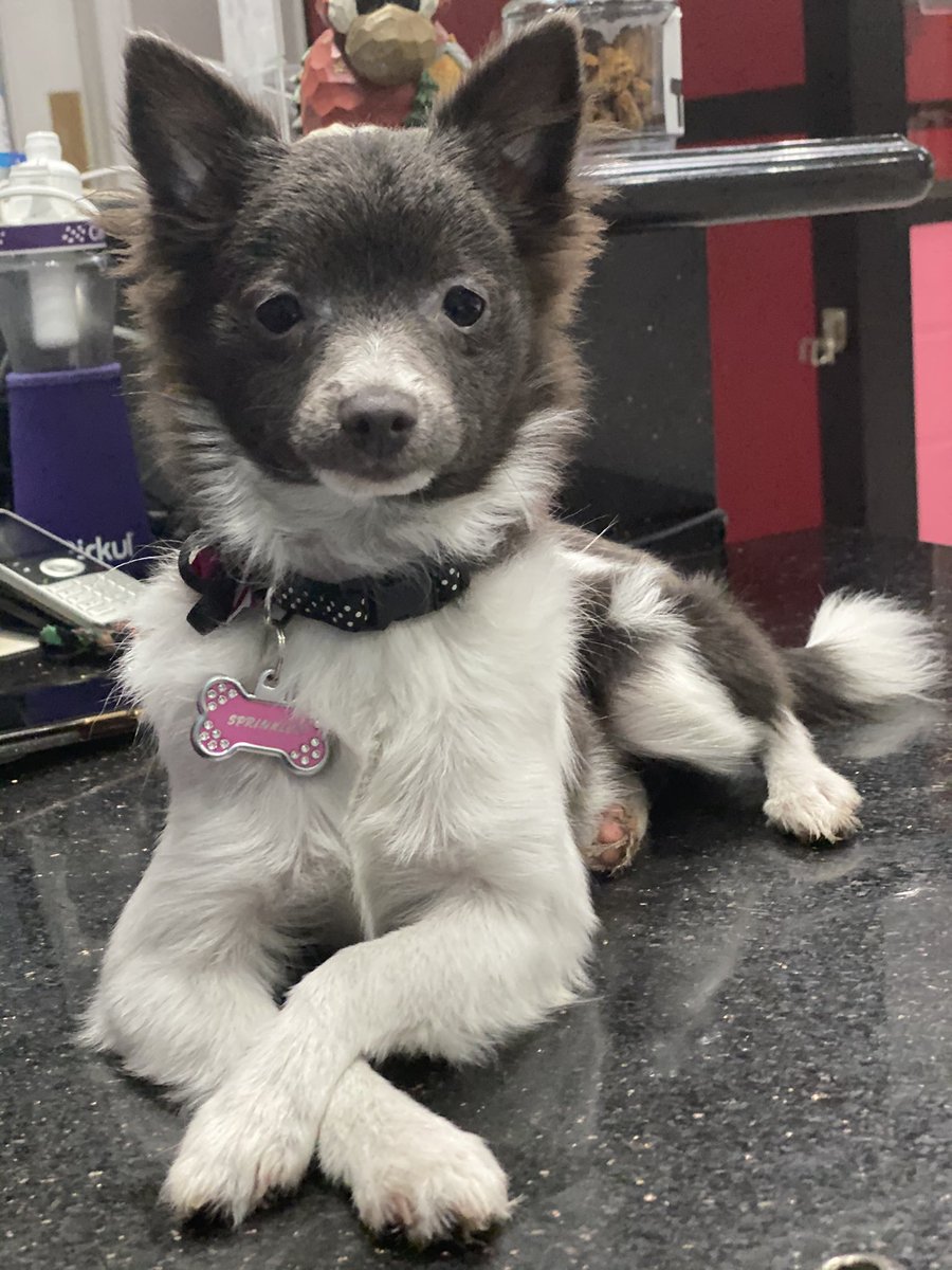 halley_Cakes's tweet photo. @goofyfreek42 @clarespragg1981 @JeffreeStar I got a Pomeranian recently luckily the place I got mine from does payment plans as long as you have only credit. Ours was also on sale because she had been at the store so long and was currently going through her “uglies” she seriously the best so maybe look for a payment plan. https://t.co/Rp1Rk3OOuB