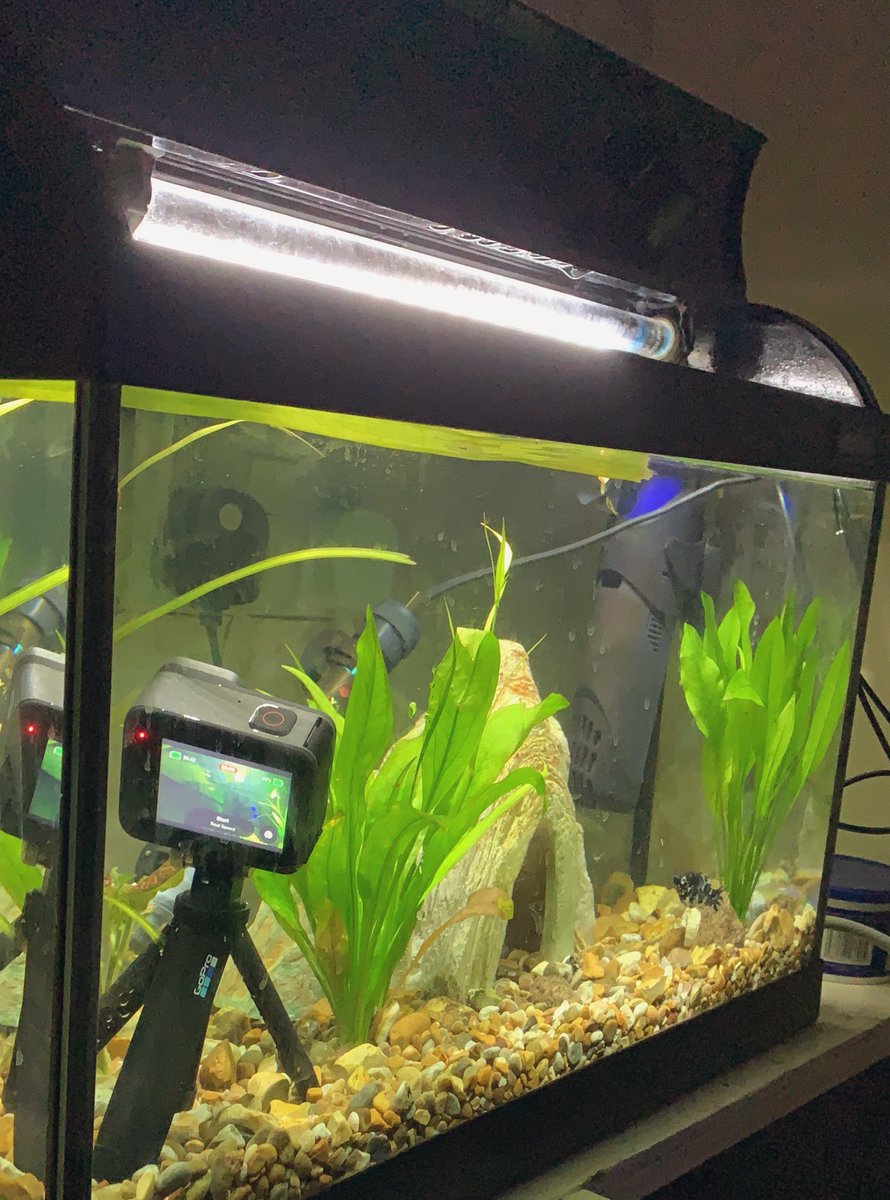JakeRogers1992's tweet photo. Testing the GoPro underwater while feeding the fish today … https://t.co/tyakUOVUW9