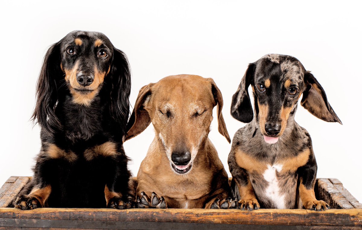 BadBinaJeep's tweet photo. I heard #Dachshunds were trending so had to share our sweet girls: Ellee Mae, Leila Rae and Nova June! ❤️🐾 https://t.co/8TYTXI7eJr
