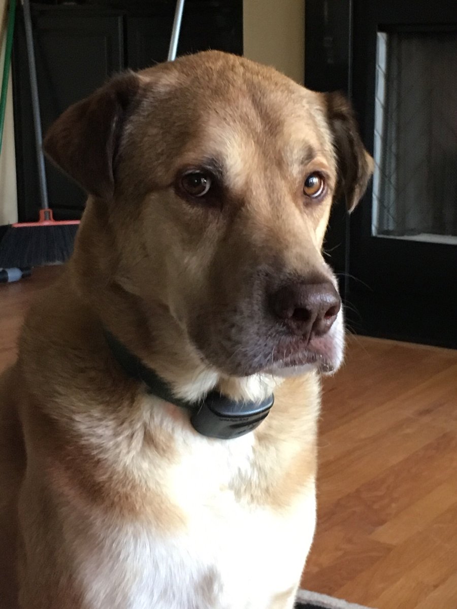 Happy #Indoguration to Major and Champ!
 If called, I will serve! #Miller