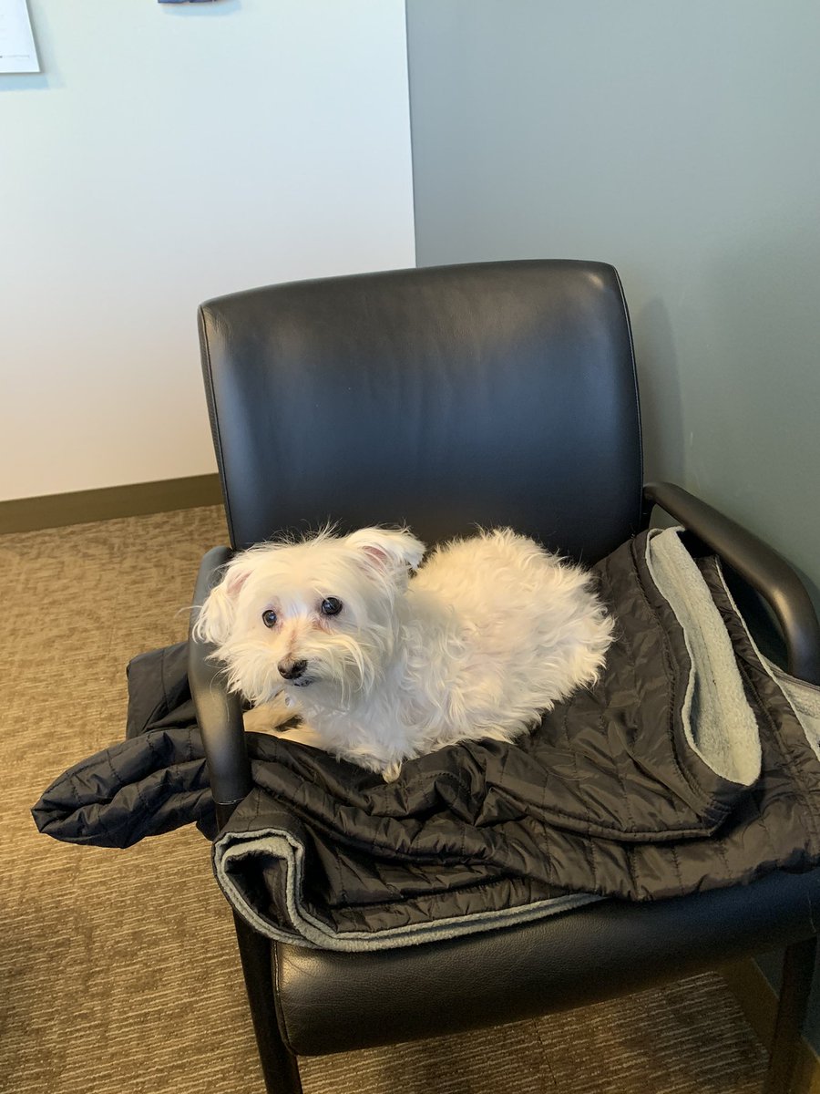 Maria_Lampman's tweet photo. @9NEWS Toby at Work https://t.co/WntTTIlq0b