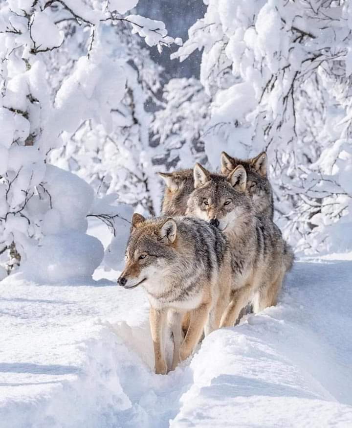 ry77044's tweet photo. #Goodmorning #Goodnight #pazar #travelgram #traveller #wandern #worldtraveler #traveltips #exploremode #goexplorer #travelpic #animals #birds #naturephotography #traveltheworld #flowers #travelstoke #traveladdict #travellife #travelphotography #amazing #nature #naturephotography https://t.co/znp3NSYSKN
