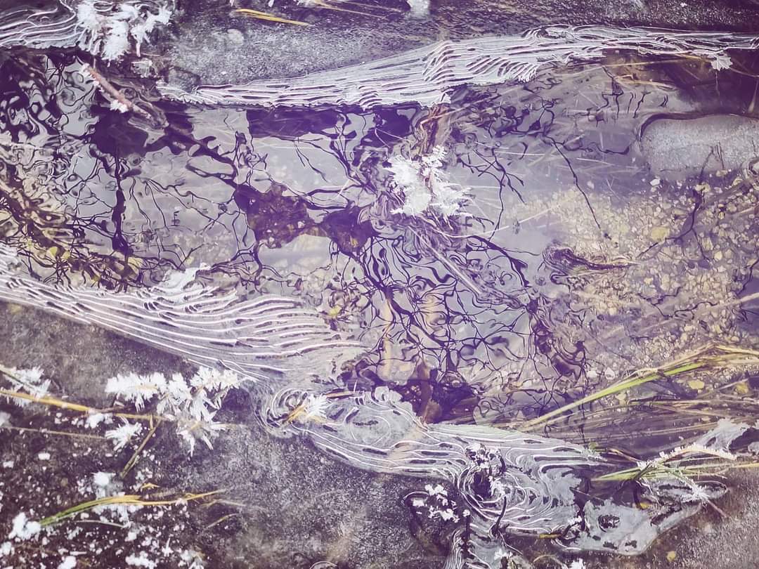 SasaSpacal's tweet photo. Streams patterning into fragile and transient flow icegraphs. #frozenstreams #icegraphs #frozenmarshes #icemorphology #thewordforworldisforestmixingwitnthelefthandofdarkness https://t.co/7kkbq8Jwkv