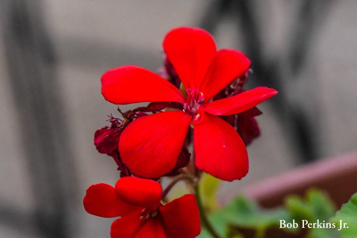 perkinsphotos1's tweet photo. Trying to keep a geranium alive through winter. #callengeaccepted

#microphotography https://t.co/lSydID7wVh