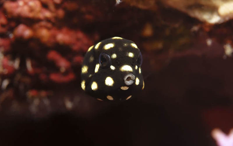inkopialoves's tweet photo. It seems that everyone needs cheering up.

So we thought this little fella might bring a little smile at least.

Can you caption this photo?
> If you can, 15% off on the site.

Photography: Adrian Stacey

#inkopia #photoprinting #marinephotography #ocean #sealife #captionthis https://t.co/UcyBCEQRrX