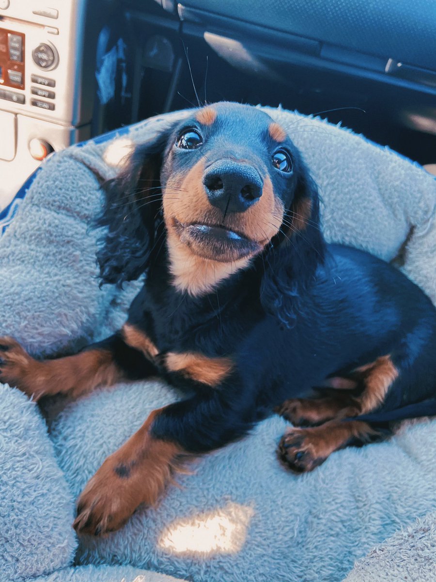 Ltleach's tweet photo. Gotta show off my boy since #Dachshunds is trending https://t.co/pAAfcDof6h