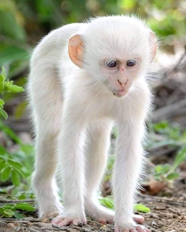 ry77044's tweet photo. #Goodmorning #Goodnight #pazar #travelgram #traveller #wandern #worldtraveler #traveltips #exploremode #goexplorer #travelpic #animals #birds #naturephotography #traveltheworld #flowers #travelstoke #traveladdict #travellife #travelphotography #amazing #nature #naturephotography https://t.co/CXDUpC8We8