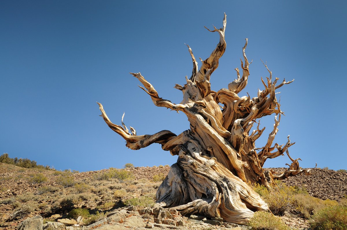 treeapp's tweet photo. #GOAT - Greatest Of All Trees 🙌🌳⁠
The Methuselah is a 4,852-year-old Great Basin bristlecone pine found in California White Mountains. ⁠

Its exact location is kept secret to protect it, so we could be showing you a random bristlecone tree...how mys-tree-ious 👀⁠
#OldestTree https://t.co/dKiA6tTK79