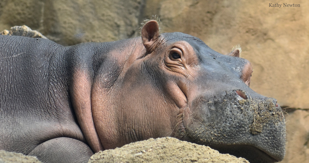 CincinnatiZoo's tweet photo. Relax, it's Sunday! #TeamFiona https://t.co/WpsP5NhyM4