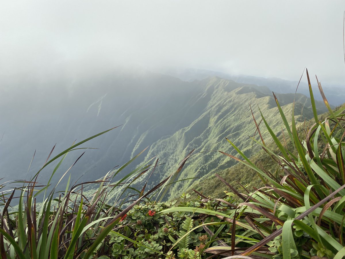 kmwphawaii's tweet photo. SCENIC SUNDAY and Aloha Vibes up mauka in the Koโolau Mountains. #koolaumountains #olaikawai #lonoikamakahiki #viewsfromthefield https://t.co/yKLX7pwSQU