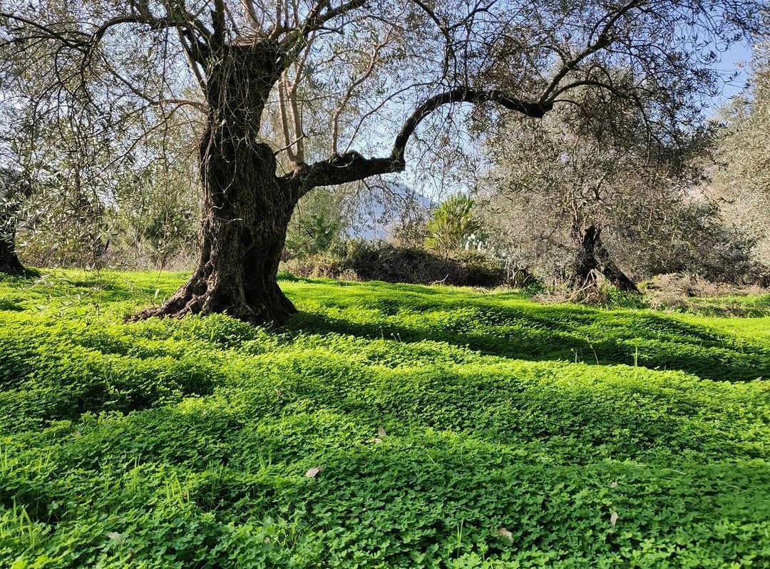 Photo credit @maysaamass 
◽
#ramliyeh #livelovelebanon #liveloveramliyeh #naturelovers #lebanonnature #hiddengem