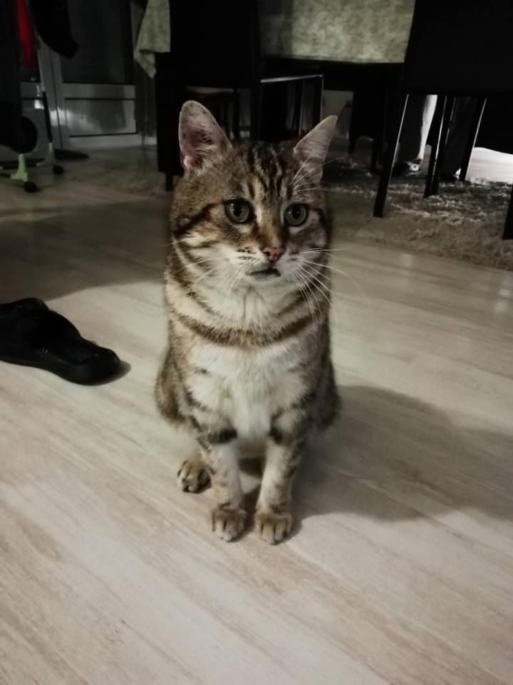 justineducern's tweet photo. 🚨SOS UNE FAMILLE -URGENT
sauver Tigrou🚨 Région 64/40.
Dans qqes jours il ne peut plus rester dans sa FA c’est un  déchirement pour eux. Tigrou sera certainement mis en cage, et euthanasié par la suite, si ns n’arrivons pas à trouver une famille.
Aidons le - contact justine https://t.co/XNDYacXGHX