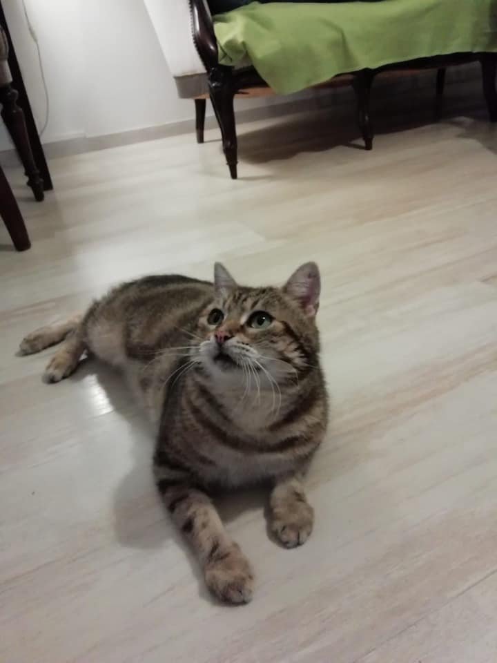 justineducern's tweet photo. 🚨SOS UNE FAMILLE -URGENT
sauver Tigrou🚨 Région 64/40.
Dans qqes jours il ne peut plus rester dans sa FA c’est un  déchirement pour eux. Tigrou sera certainement mis en cage, et euthanasié par la suite, si ns n’arrivons pas à trouver une famille.
Aidons le - contact justine https://t.co/XNDYacXGHX