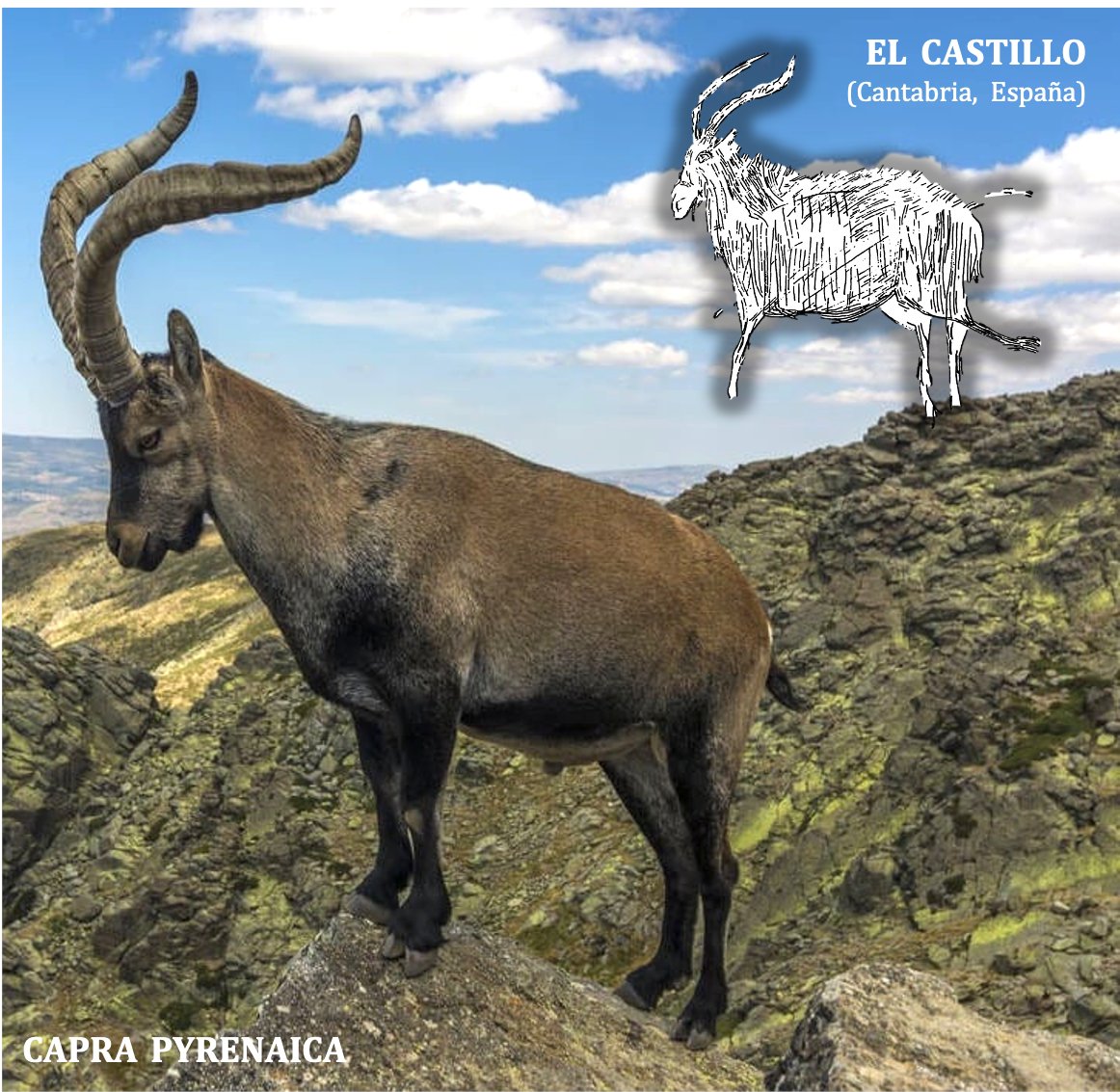 En arte paleolítico se diferencian la C. pyrenaica, la C. ibex y la Rupicabra . Esta última se caracteriza por unos cuernos más cortos y finos, con un pequeño ángulo en el extremo , así como por el despiece del pelaje visible entre el ojo y hocico 