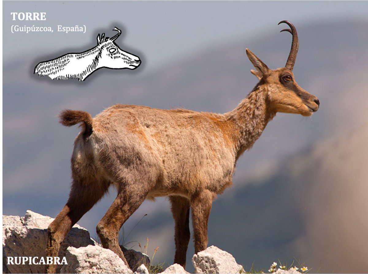 En arte paleolítico se diferencian la C. pyrenaica, la C. ibex y la Rupicabra . Esta última se caracteriza por unos cuernos más cortos y finos, con un pequeño ángulo en el extremo , así como por el despiece del pelaje visible entre el ojo y hocico 