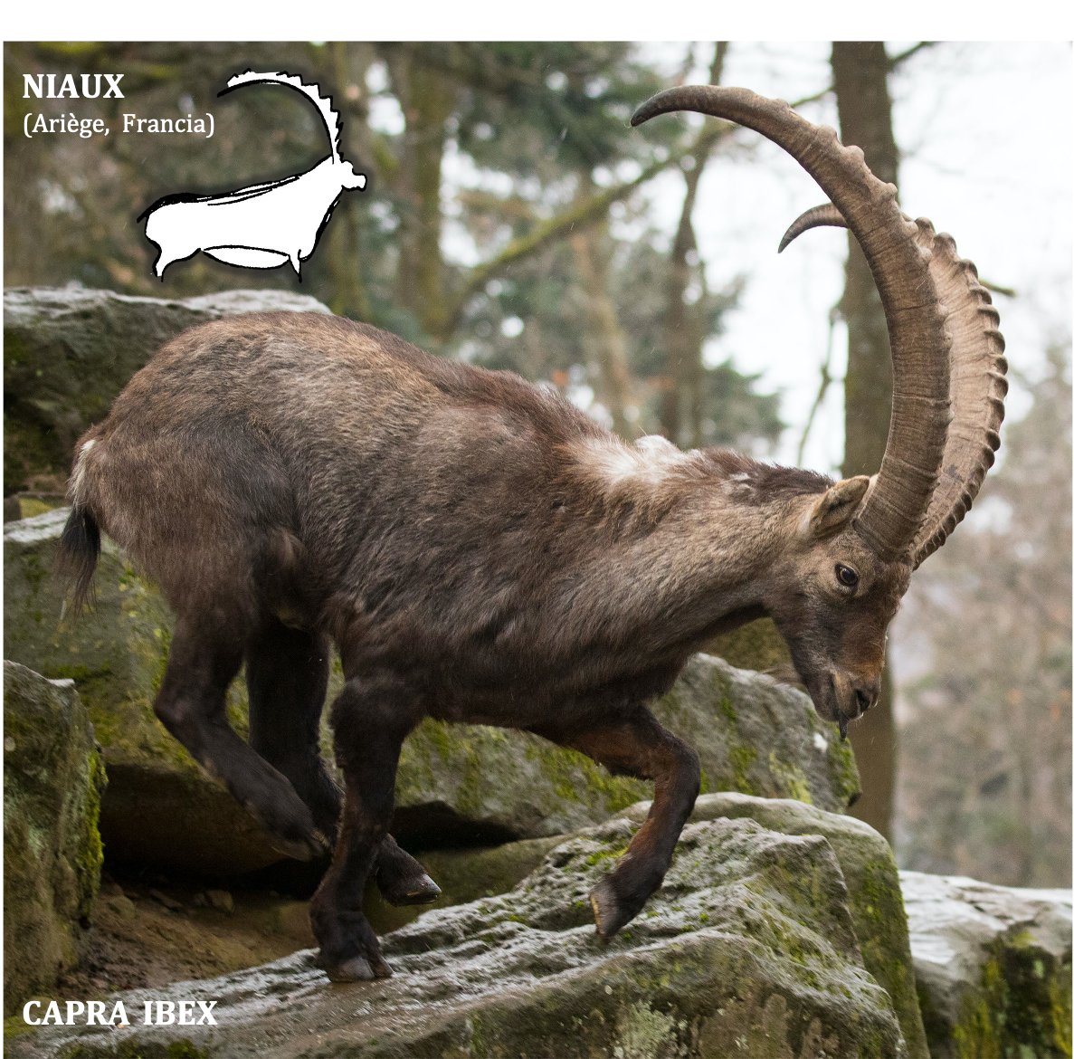 En arte paleolítico se diferencian la C. pyrenaica, la C. ibex y la Rupicabra . Esta última se caracteriza por unos cuernos más cortos y finos, con un pequeño ángulo en el extremo , así como por el despiece del pelaje visible entre el ojo y hocico 