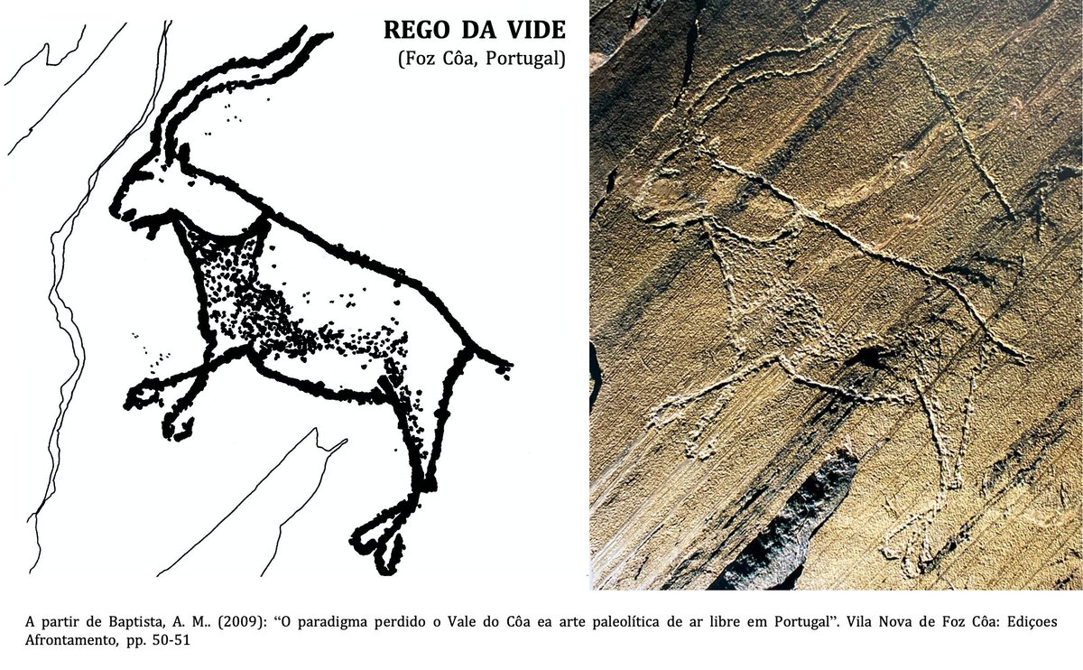 Los convencionalismos más importantes del cáprido son despieces del pelaje , muy minuciosos a partir del Magdaleniense. Estas demarcaciones podrían responder a las variaciones del pelaje del animal dependiendo de las estaciones más cálidas  o frías 