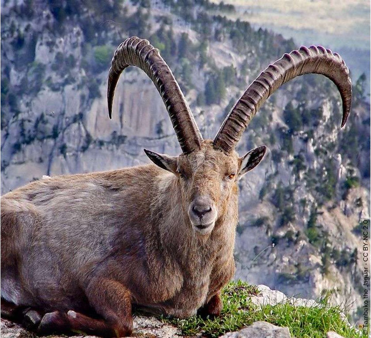 Otro convencionalismo, propio del Magdaleniense superior, es la cabra en visión frontal. Aún apareciendo en yacimientos franceses, es probable que su origen sea cantábrico. De entre todas debemos destacar la cabra de Atxurra a la que se le añadió incluso ojos 