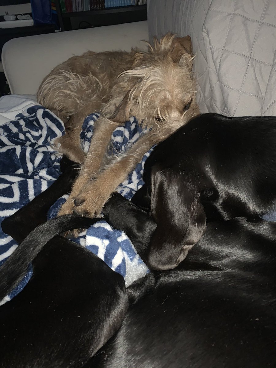TheBaskota's tweet photo. We hold paws while we sleep #brotherlylove #rescuedogs #puppylove #servicedogintraining #naptime https://t.co/ayOt4iFjAw