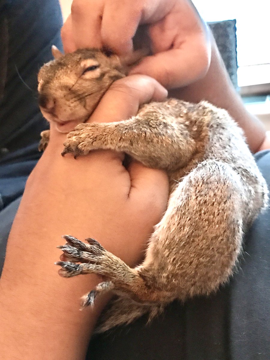 StrangeLounge's tweet photo. Lazy Sunday napping in daddys hands. Spoiled princess, Daffy Doo πΏ #prettysquirrel #squirrelgirl #SquirrelAppreciationDay #squirrellovers https://t.co/J1i6xqhyk5