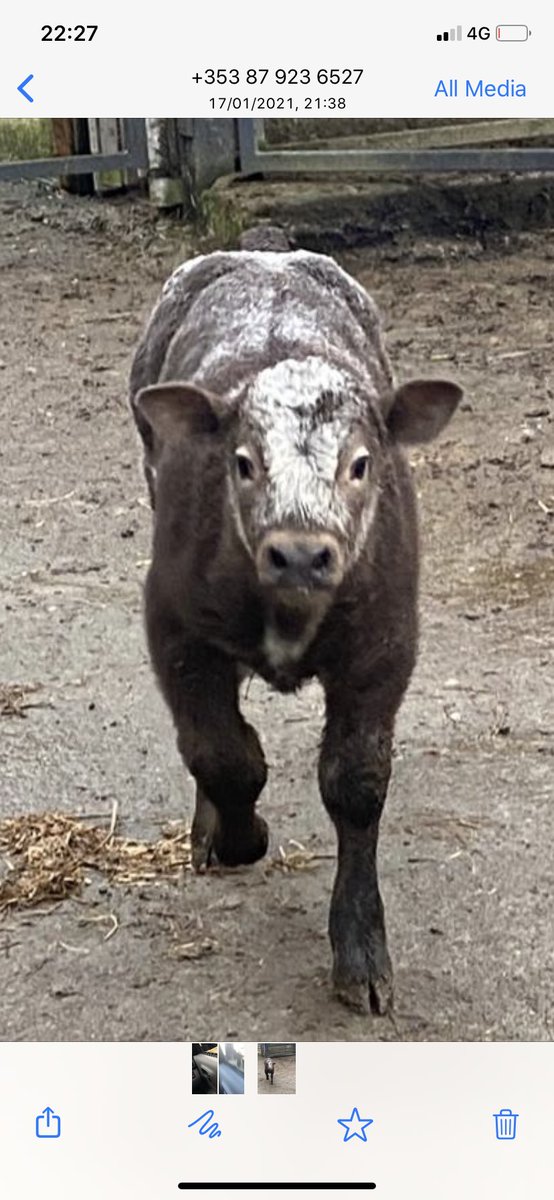 One of the very best suckler farms I visit is Harry Duffy, Inniskeen. He’s selling 12 maiden limousine heifers around 18 to 20 months this Saturday in Ballybay.