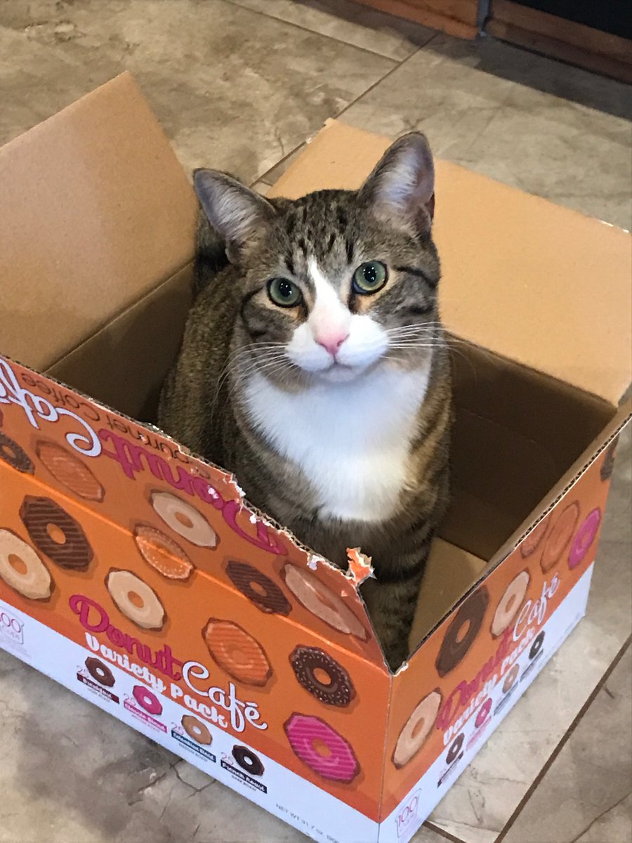 _unblinkingeye's tweet photo. He is a simple little man. You give him a box and he will sit. https://t.co/c2PhJSqL2v