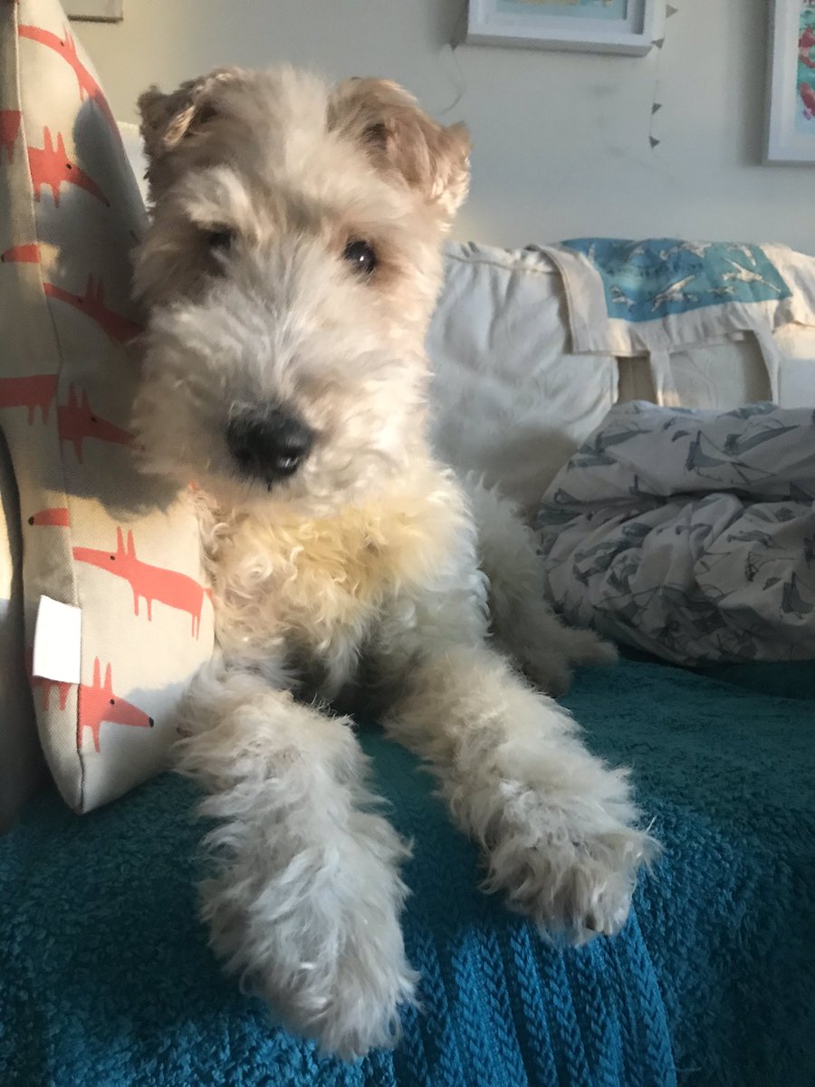 KillingBdesigns's tweet photo. Alfie in the mid-January afternoon light. #wirefox #wirefoxterrier #terriertime #january #veganuary #dogtime #winterwarmer ๐ฑ๐ https://t.co/clc16C1dnu