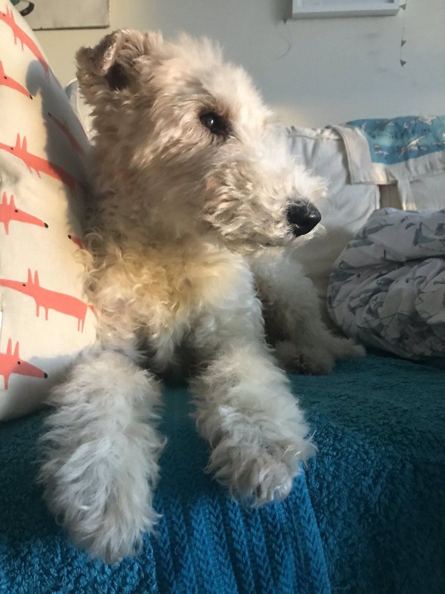 KillingBdesigns's tweet photo. Alfie in the mid-January afternoon light. #wirefox #wirefoxterrier #terriertime #january #veganuary #dogtime #winterwarmer ๐ฑ๐ https://t.co/clc16C1dnu