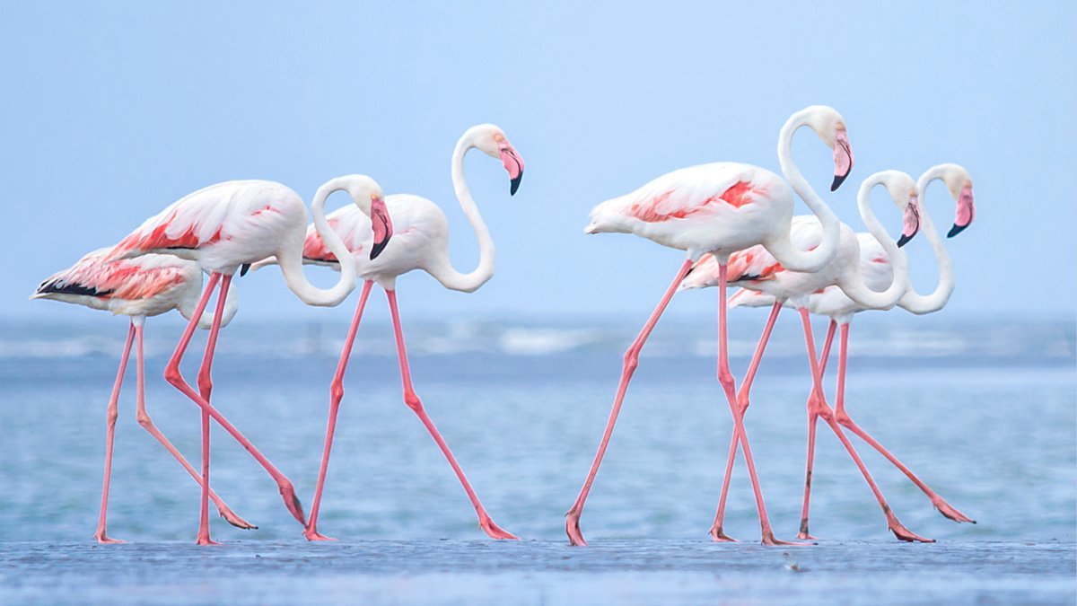 It depicts Ibex goats...And Flamingos. Why flamingos? Because breeding season of Greater Flamingo, the subspecies found in Egypt, is "Erratic, depending on the rains, but mainly November-February"...Ha!