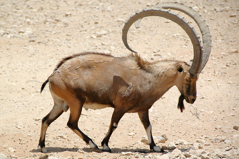 Who else could have made a vase with Markhor goats and Ibexes prancing around the mountains?By the way, Ibex goats live in Egypt. It is the subspecies known as Nubian Ibex. And Nubian Ibex mating season is from October to December...