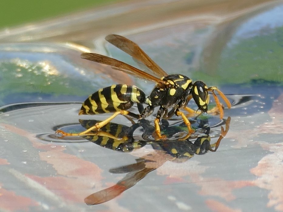 jackinthehammer's tweet photo. Summer throwback. Loved watching the wasps landing  in the birdbath
#NaturePhotography #insectsofcanada #insects #naturelovers #insectsgood
#wasps #HamOnt #backyardpics #canadianwildlife #solaceinnature https://t.co/Ft6fbj1Na4