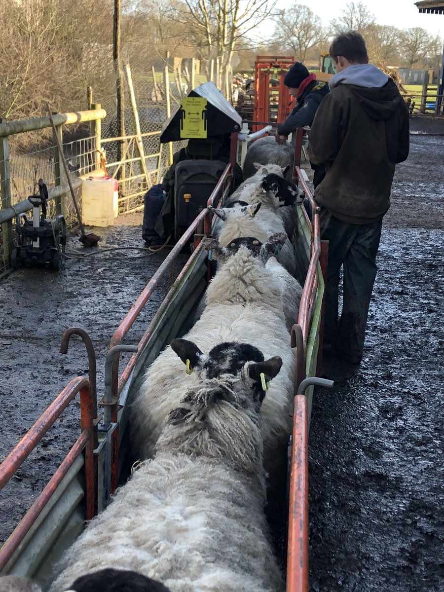 Defenderdriver7's tweet image. Scanning today - lucky to get a break from the recent rain and super pleased with the results - best we’ve ever had