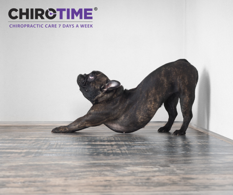 ChiroTimeUSA's tweet photo. This pup gets it! Stretching decreases lower back pain and improves flexibility. Make sure you get some good stretching in today! #ChiroTime #Chiropractors atlanta #chiropractorsinatlanta #chiropractornearme #chiropractorcare #PersonalInjuryChiropractor #ChirotimeClinics #DrDawn https://t.co/50HuOV7n2L