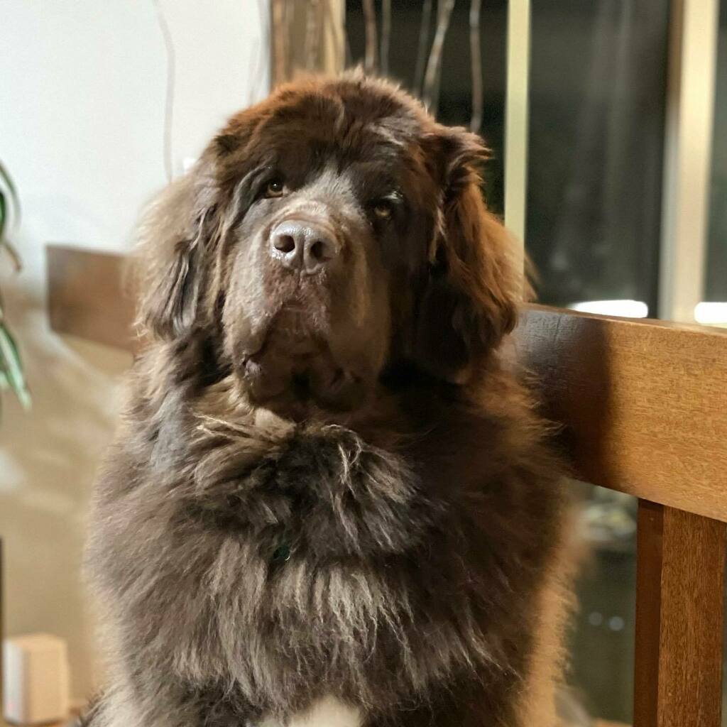 jeremylatham's tweet photo. Happy 3rd birthday to our all-star pup Frankie (girl). She is 120lbs of fur, love, and a little drool. She makes every day better! #newfsofinstagram https://t.co/cjzz3ErPrk https://t.co/yyqOBKqIPM